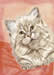 White Cat