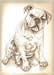 English Bull Dog  