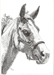 Horse Head with Halter