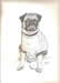 Young Pug with Ball  