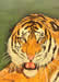 Tiger Head