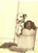 Two Puppies in a Bucket 