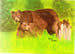 Brown Bear with Two Cubs 
